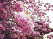 2014/4/13 Sakura
